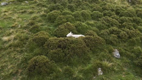 una oveja solitaria escondida entre la hierba verde junto a las montañas wicklow en irlanda