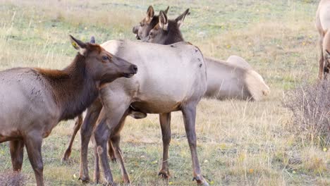 alce madre amamantando a su ternero lactante discretamente con su rebaño en el desierto del parque nacional de las montañas rocosas