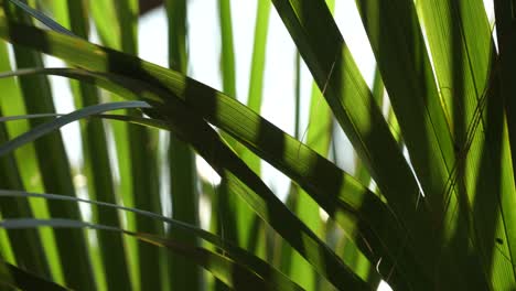 palm fronds waving in the wind