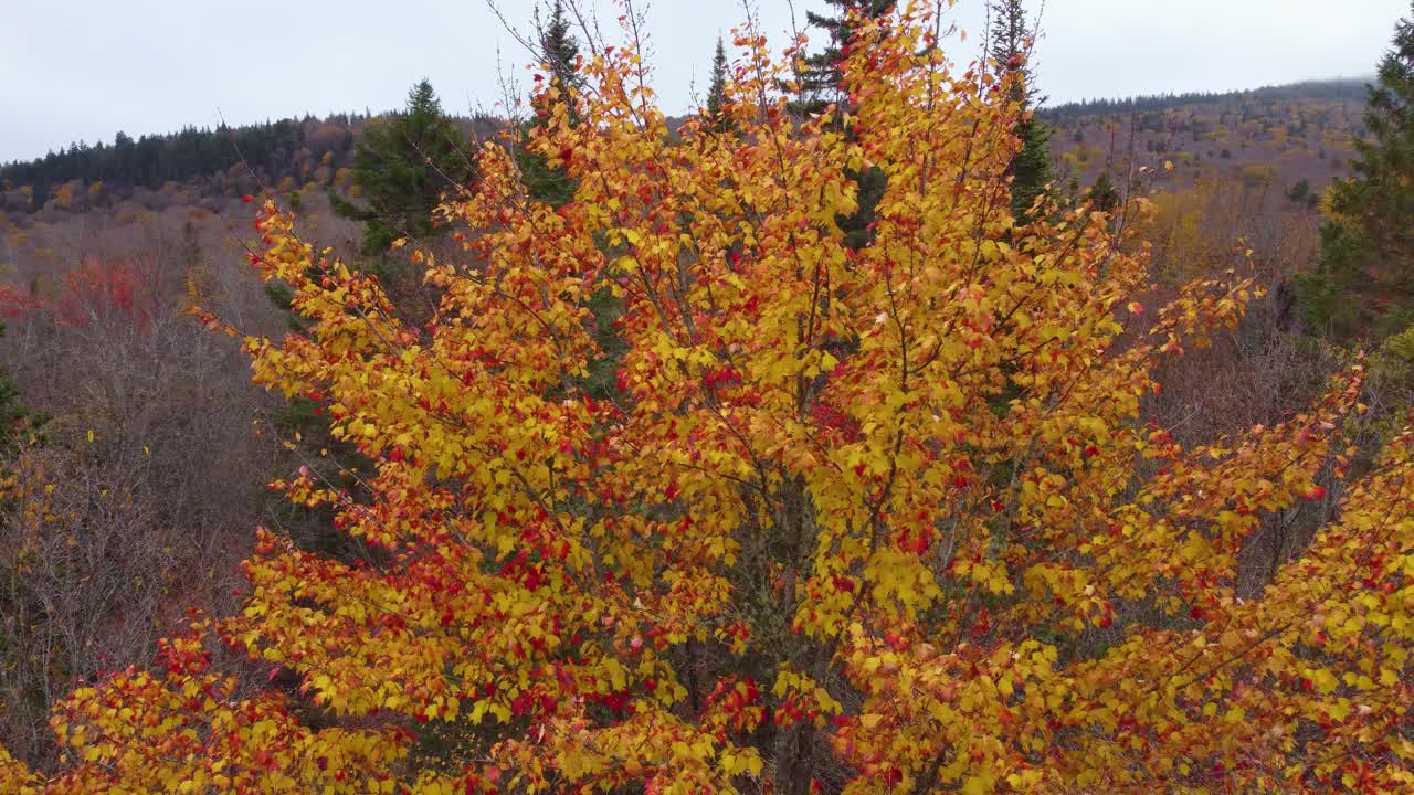 Aerial View of Vibrant Autumn Foliage