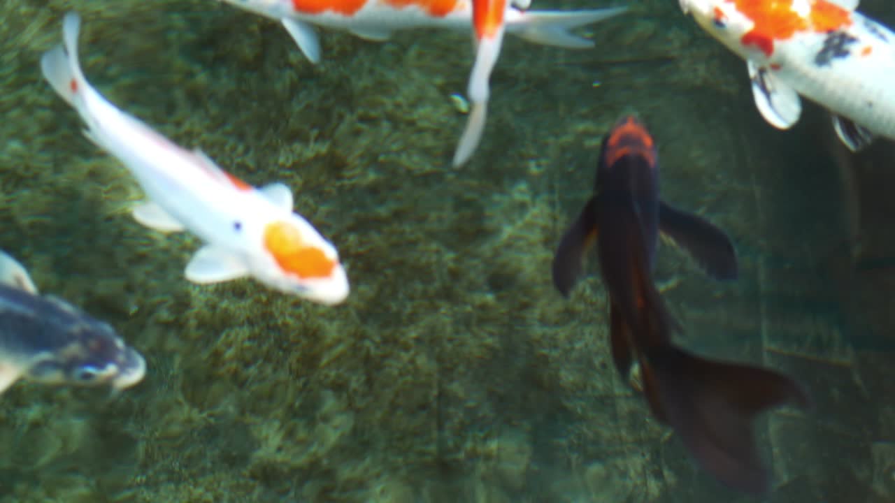 peces koi, carpas de lujo están nadando por encima