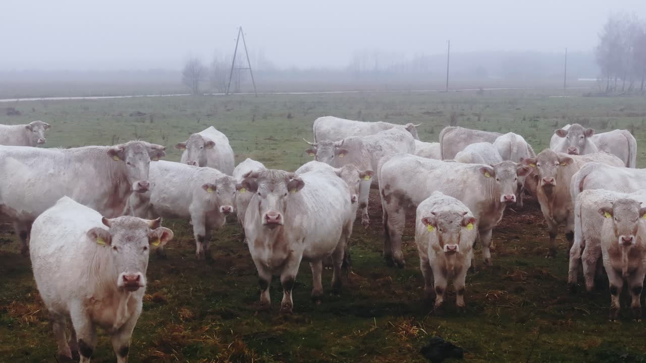 Slowmotion droneoptagelse af hvide køer, der stirrer ind i kameraet i et tåget landligt miljø