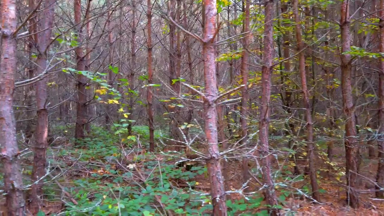 Pineta in autunno