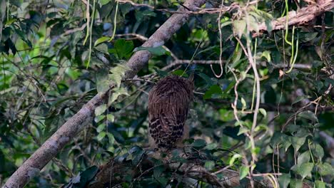 魚烏 (buffy fish owl) 是一個大型烏,但卻是四種烏中最小的