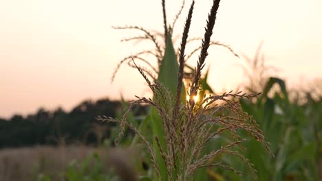 corn-with-sunset-in-the-background-close