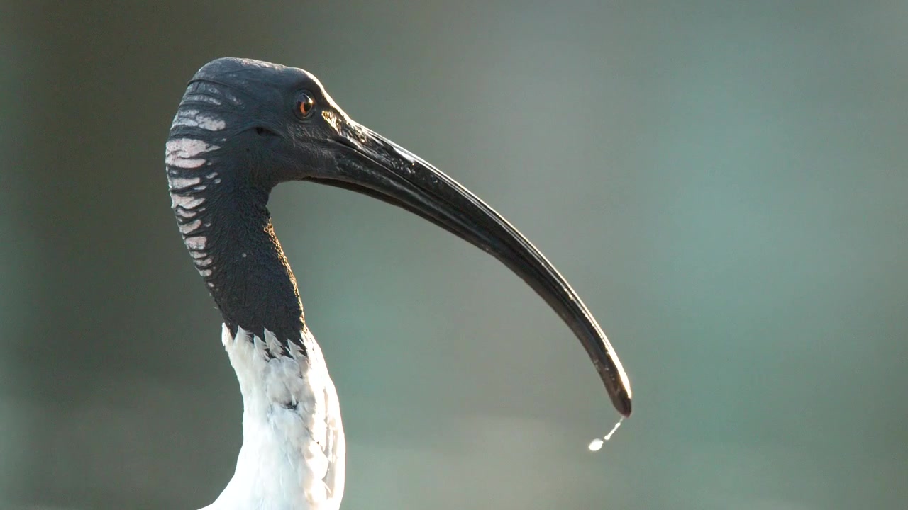 Un primo piano di profilo di un ibis bianco australiano su uno sfondo tenue