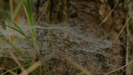 Telaraña-Atrapada-Cubierta-De-Rocío-Matutino,-Colocada-En-Un-Prado-Entre-Tallos,-Día-Brumoso-En-Un-Prado-De-Otoño,-Tiro-Cerrado-Moviéndose-Lentamente-En-Un-Viento-Tranquilo