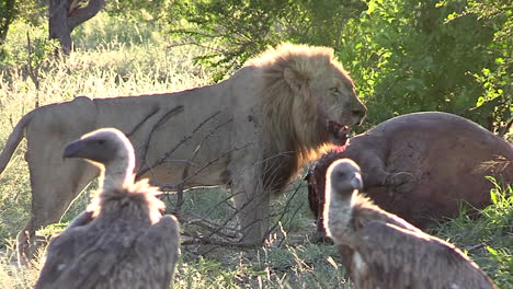 león en el sitio de matanza de búfalos, buitres carroñeros esperan pacientemente