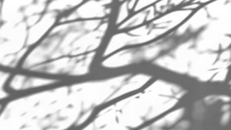 tree branch shadow animated overlay, transparent 4k video, alpha channel, prores 4444