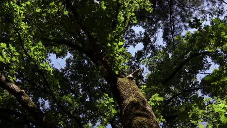 big tree with thick brown branches and lush leaves seen from the ground, tilting up shot