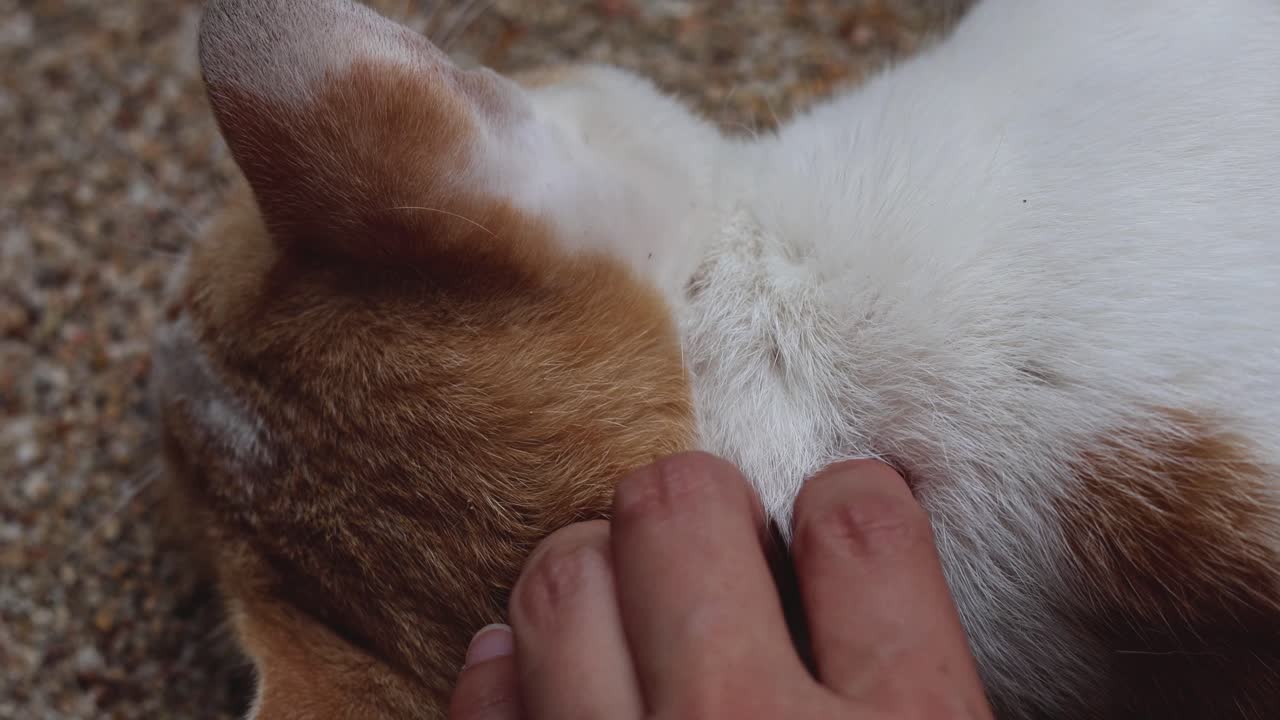 한 사람이 편안하고 행복한 고양이를 부드럽게 만지고 있습니다.