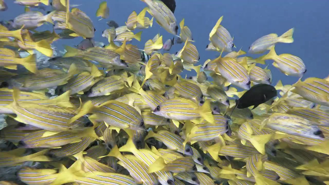 En tæt stime af gulstribet snapper bevæger sig hen over et tropisk koralrev på Maldiverne, omgivet af forskellige revfisk i klart blåt indisk havvand