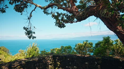 Hoher-Blick-Auf-Die-Leuchtend-Grüne,-üppige-Vegetation