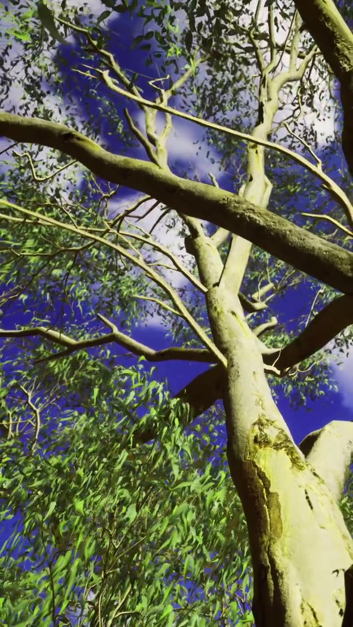 Pomeriggio soleggiato sotto un vibrante albero di eucalipto con il cielo azzurro sopra