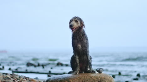 wet playful irish wolfhound dog relaxing sitting on pebble beach boulder with baltic sea in background