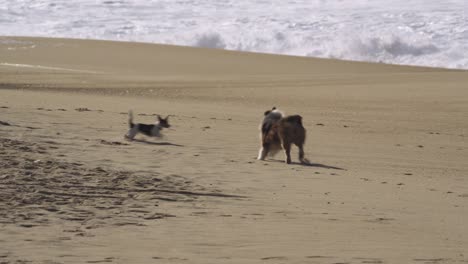 Two-dogs-playing-happily-on-a-sandy-beach-by-the-ocean