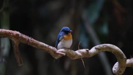 Descansando-Sobre-La-Vid-Mirando-Hacia-La-Derecha-Mirando-A-Su-Alrededor,-Papamoscas-Azul-Indochino-Cyornis-Sumatrensis-Macho,-Tailandia