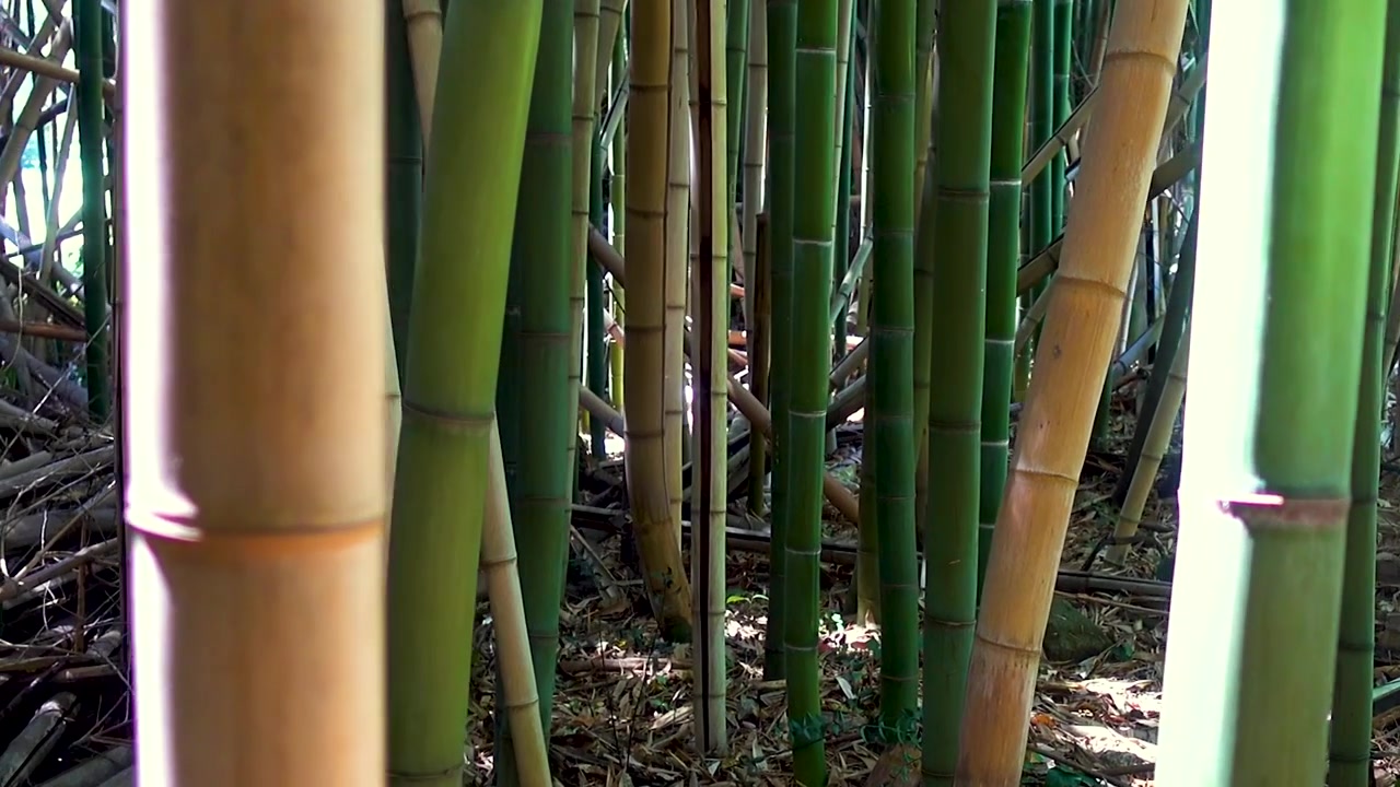 Bambu Ormanında Yürüyüş