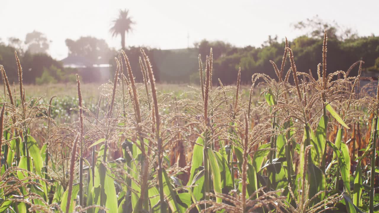 video de una granja ecológica con maíz y verduras en un día soleado