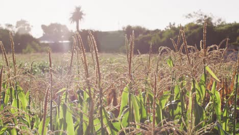 Video-of-eco-farm-with-corns-and-vegetables-on-sunny-day