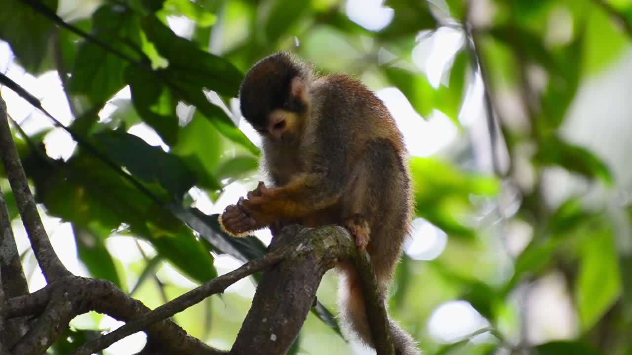 pequeño mono ardilla sentado en una rama comiendo un insecto enorme
