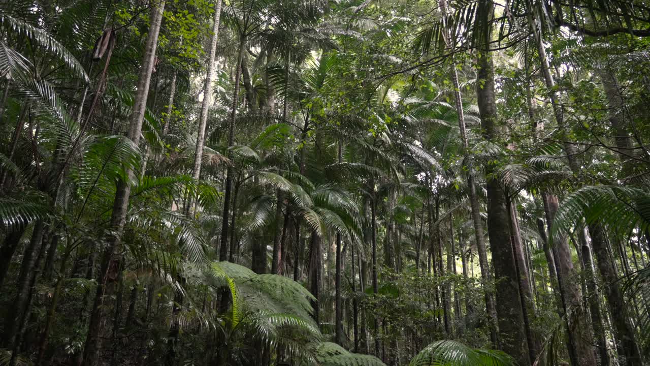 Lush Rainforest with Tall Palm Trees