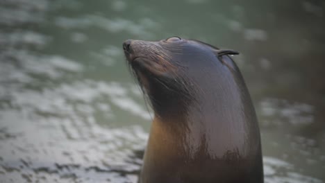 Close-up-of-a-baby-fur-seal's-face,-looking-around-in-all-directions