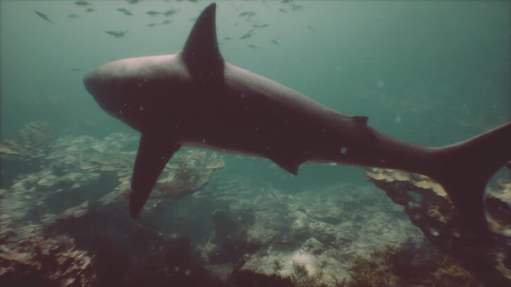 A shark swimming through the coral reef