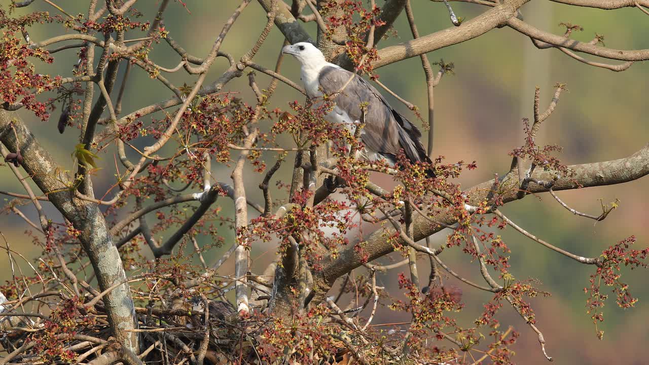 un pájaro hembra de águila marina de panza blanca vigila el nido que tiene un polluelo descansando en el nido debajo de él en el enorme árbol a lo largo de la costa en el mar occidental de india