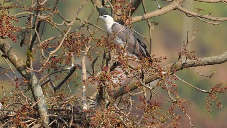 a white bellied sea eagle female bird keeps watch on the nest which has a chick resting in the nest below it on the huge tree along the shore in india western sea