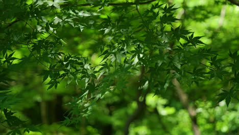 Beautiful-green-maple-tree-leaves-softly-waving-in-wind,-close-up