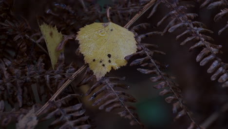 A-delicate-yellow-Birch-Tree-leaf-resting-on-autumn-coloured-bracken-swaying-in-the-breeze-in-woodland-in-the-UK
