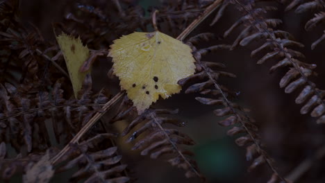 a delicate yellow birch tree leaf resting on autumn coloured bracken swaying in the breeze in woodland in the uk