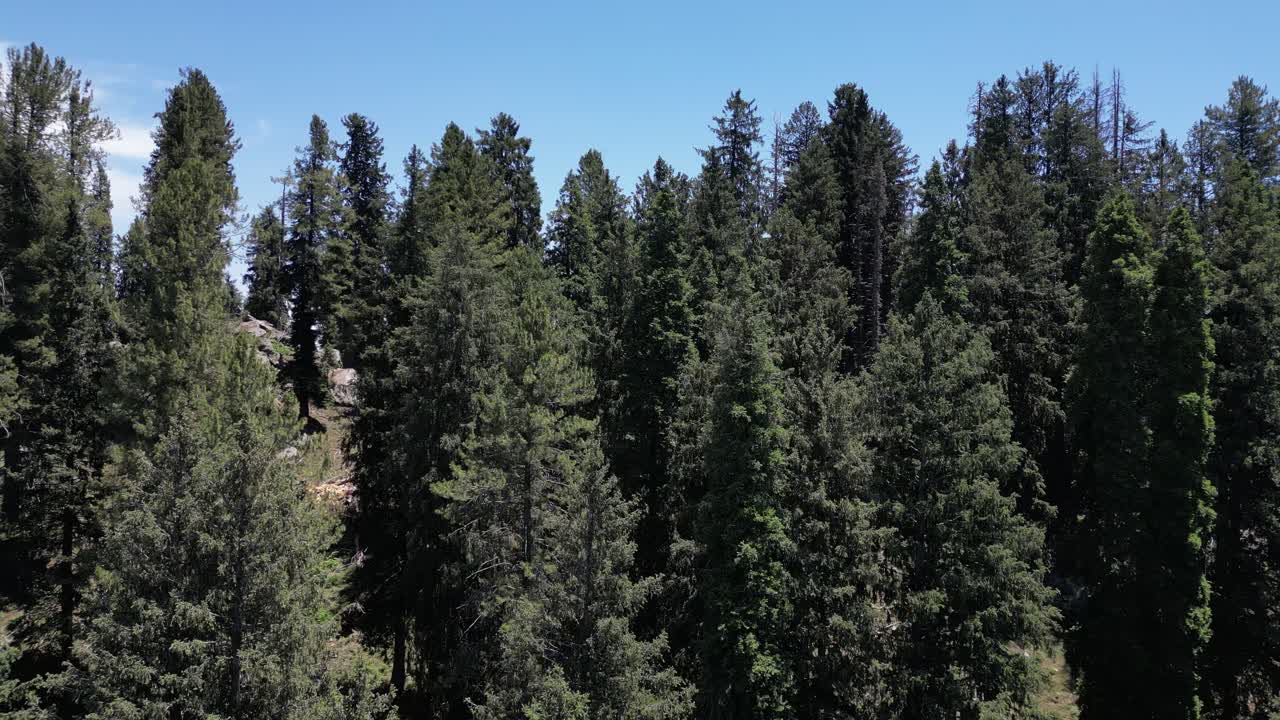 Drone Aerial over Lush forests in Hindu Kush mountains in Sangar Valley, Afghanistan