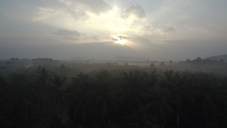 coconut field aerial shot
chumporn province, thailand