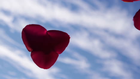 rose petals falling in the sky