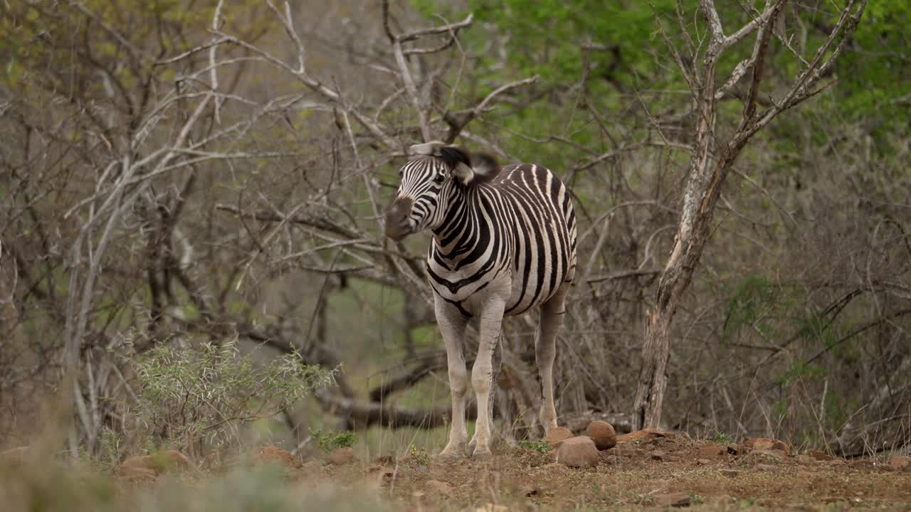 Vista frontale di una zebra che scuote la testa al rallentatore