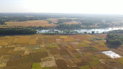 Cinematic-aerial-view-of-rice-paddy-fields-on-the-bank-of-river-Surma,-Bangladesh