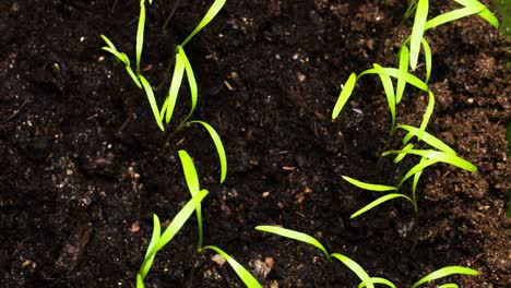 Timelapse-of-fresh-green-dill-sprouts-turning-while-growing,-growing-plants-in-kitchen-pot-time-lapse,-close-up-shot