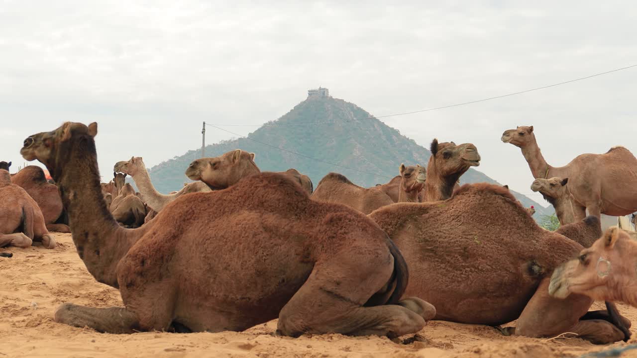 camellos en la feria de pushkar, también llamada feria de camellos de pushkar o localmente como kartik mela es una feria anual de varios días de ganado y cultural que se celebra en la ciudad de pushkar, rajasthan, india.