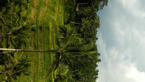 Tiro-Inclinado-En-Cámara-Lenta-Desde-Las-Terrazas-De-Arroz-De-Tegallalang-En-Bali-En-Indonesia-Con-Vista-A-La-Jungla-Y-Las-Terrazas-De-Arroz-Verde