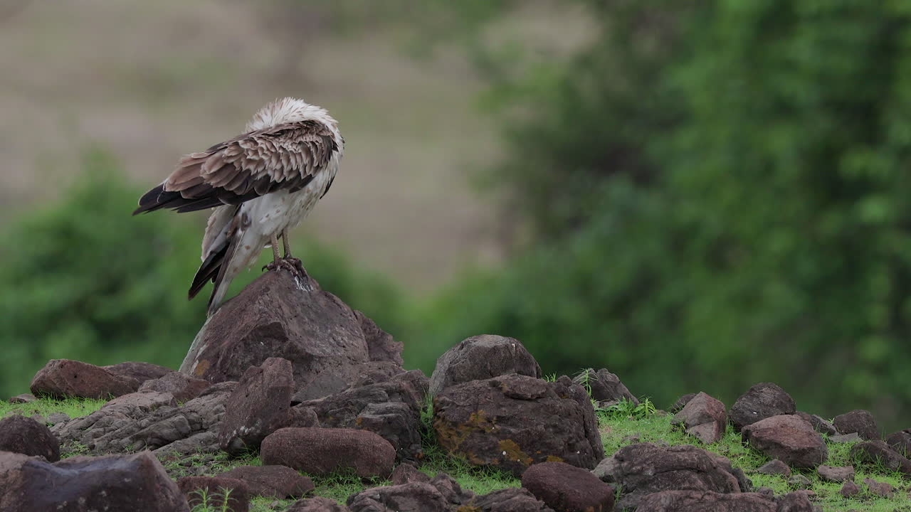 Short Toed Snake Eagle Preening on a windy day as its feathers fly in gentle wind