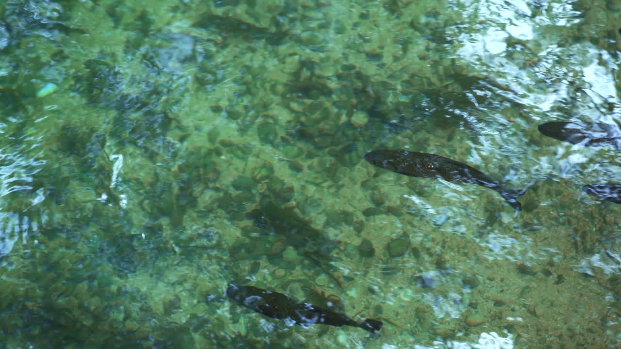 Trouts swimming gracefully in crystal clear mountain river water with sunlight reflecting above