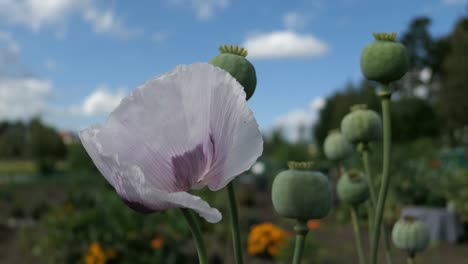 Weiße,-Blasslila-Mohnblüte-Und-Blütenknospen-Von-Mohnblumen-Im-Garten