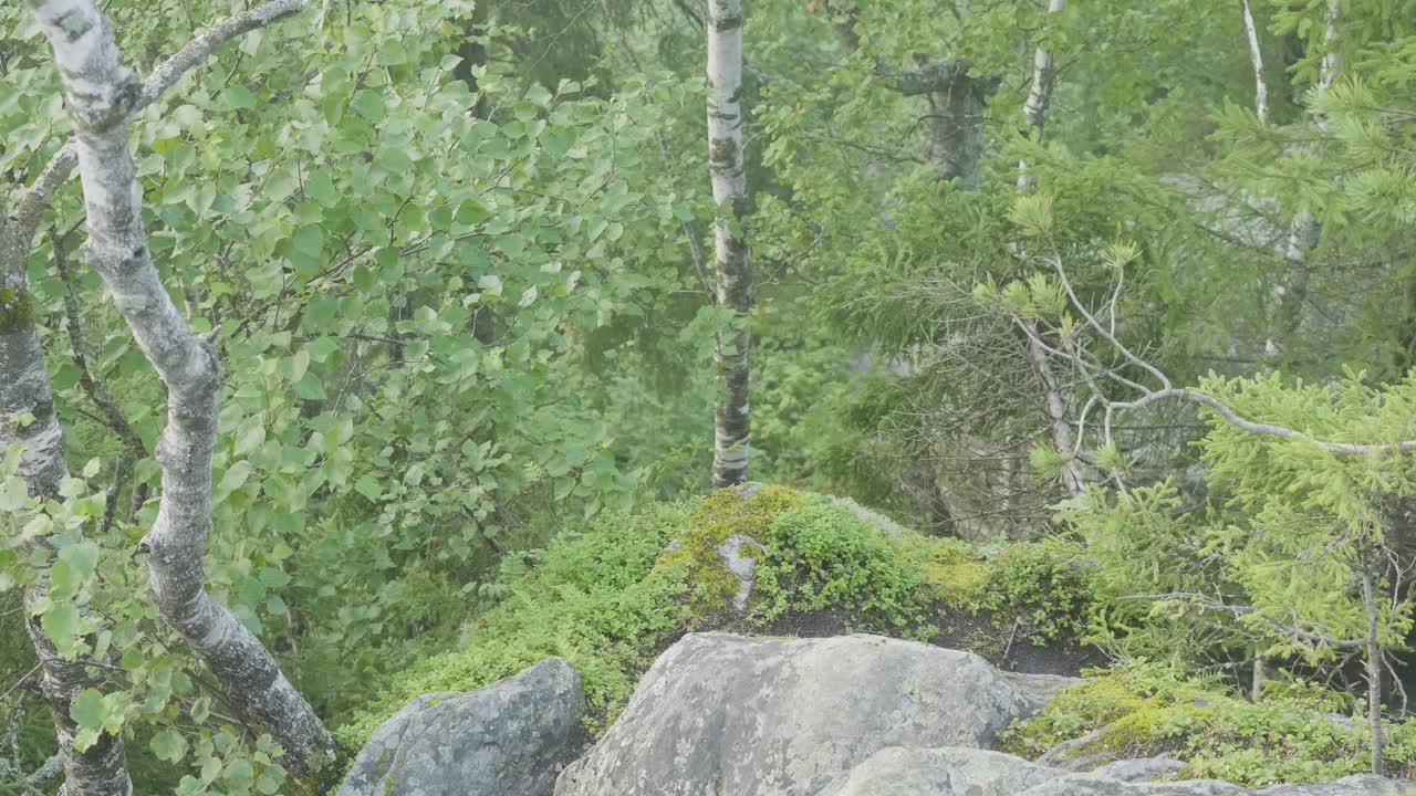 туманный лес с камнями