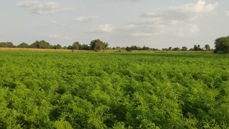 agricultural field of carrot crop