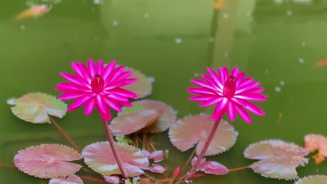 flores de loto rosadas flotando en el agua de un estanque donde nadan peces dorados