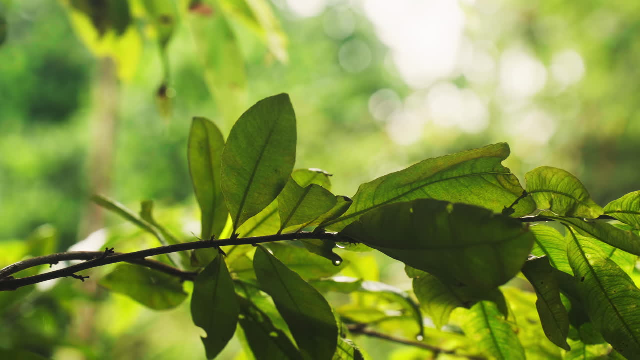 Lush green leaves glisten under a gentle tropical rain. Soft droplets cascade, creating a serene, vibrant scene. Perfect for nature, relaxation, or eco-themed projects