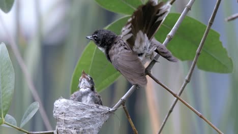 a mother malaysian pied fantail feeding her young with moth