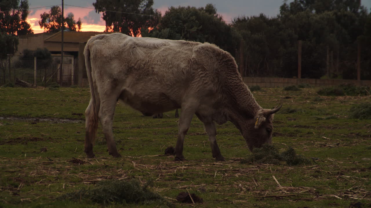 Una mucca marrone con le corna che mangia erba al tramonto, in fattoria, ripresa statica grandangolare